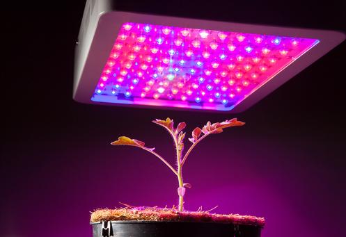 Things To Be Aware Of When You Choose LED Growing Lights